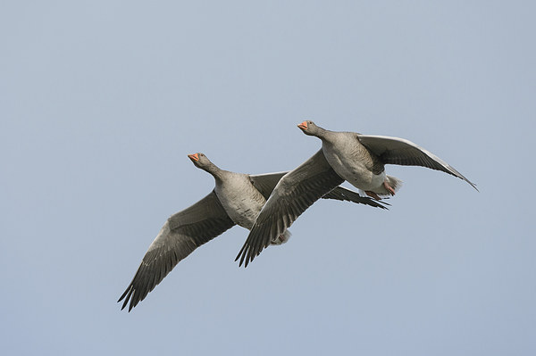 Greylag Geese in Flight. Picture Board by Natures' Canvas: Wall Art  & Prints by Andy Astbury