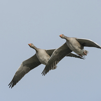 Buy canvas prints of Greylag Geese in Flight. by Natures' Canvas: Wall Art  & Prints by Andy Astbury
