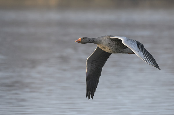 Greylag Goose in Flight. Picture Board by Natures' Canvas: Wall Art  & Prints by Andy Astbury