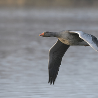 Buy canvas prints of Greylag Goose in Flight. by Natures' Canvas: Wall Art  & Prints by Andy Astbury