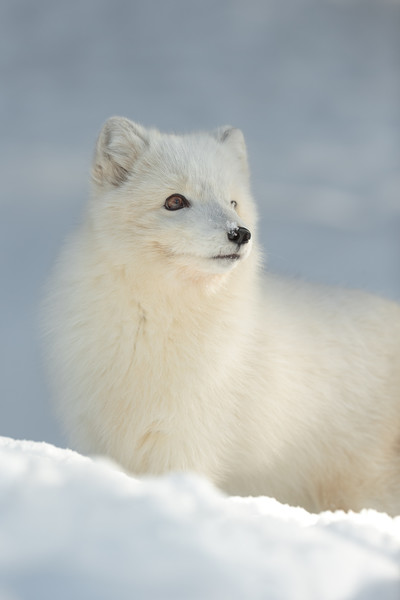 Arctic Fox in Winter Picture Board by Natures' Canvas: Wall Art  & Prints by Andy Astbury