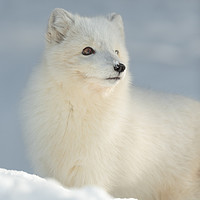 Buy canvas prints of Arctic Fox in Winter by Natures' Canvas: Wall Art  & Prints by Andy Astbury