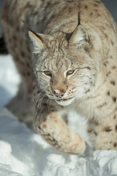 A Eurasian Lynx in Snow Picture Board by Natures' Canvas: Wall Art  & Prints by Andy Astbury