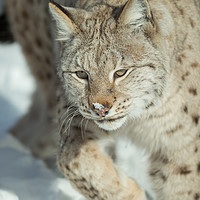 Buy canvas prints of A Eurasian Lynx in Snow by Natures' Canvas: Wall Art  & Prints by Andy Astbury
