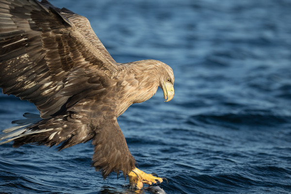 White-tailed Eagle Hunting Picture Board by Natures' Canvas: Wall Art  & Prints by Andy Astbury