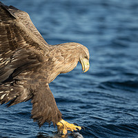 Buy canvas prints of White-tailed Eagle Hunting by Natures' Canvas: Wall Art  & Prints by Andy Astbury