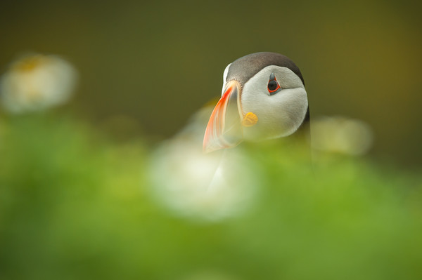Atlantic Puffin Picture Board by Natures' Canvas: Wall Art  & Prints by Andy Astbury