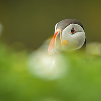Buy canvas prints of Atlantic Puffin by Natures' Canvas: Wall Art  & Prints by Andy Astbury