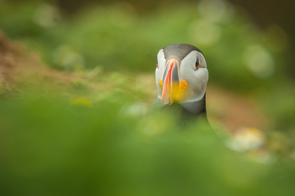 Atlantic Puffin Picture Board by Natures' Canvas: Wall Art  & Prints by Andy Astbury