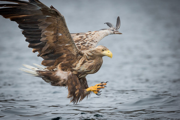 Male White-tailed Eagle Picture Board by Natures' Canvas: Wall Art  & Prints by Andy Astbury