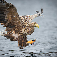 Buy canvas prints of Male White-tailed Eagle by Natures' Canvas: Wall Art  & Prints by Andy Astbury