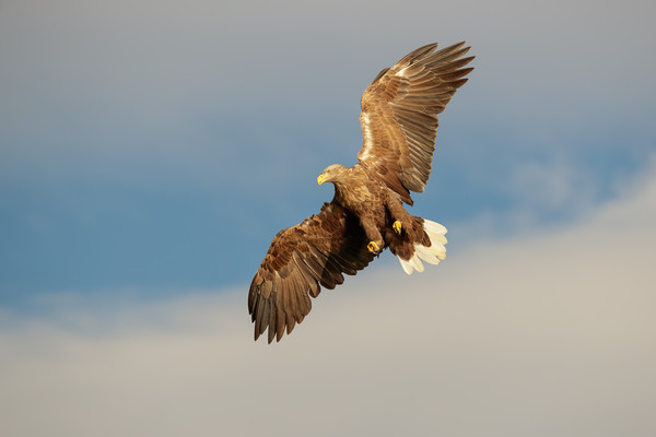 White-tailed Eagle Picture Board by Natures' Canvas: Wall Art  & Prints by Andy Astbury