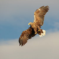 Buy canvas prints of White-tailed Eagle by Natures' Canvas: Wall Art  & Prints by Andy Astbury