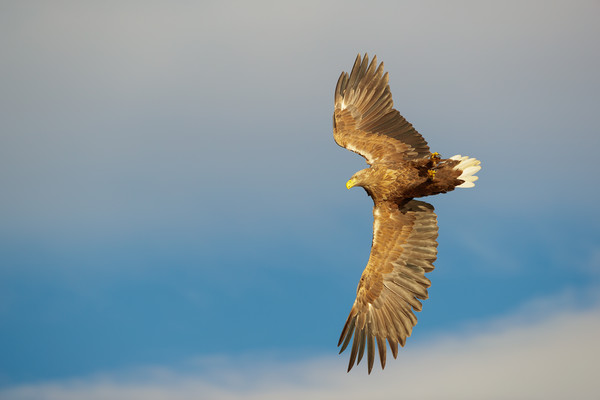 White-tailed Eagle Picture Board by Natures' Canvas: Wall Art  & Prints by Andy Astbury