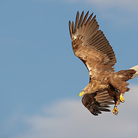 Buy canvas prints of White-tailed Eagle by Natures' Canvas: Wall Art  & Prints by Andy Astbury