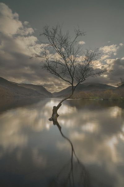 Lone Tree Reflection Picture Board by Natures' Canvas: Wall Art  & Prints by Andy Astbury