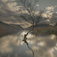 Buy canvas prints of Lone Tree Reflection by Natures' Canvas: Wall Art  & Prints by Andy Astbury