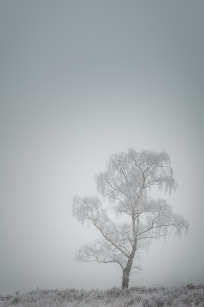 Lone Tree in Winter Picture Board by Natures' Canvas: Wall Art  & Prints by Andy Astbury