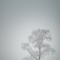 Buy canvas prints of Lone Tree in Winter by Natures' Canvas: Wall Art  & Prints by Andy Astbury