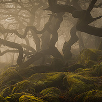 Buy canvas prints of Ancient Woodland in the Peak District by Natures' Canvas: Wall Art  & Prints by Andy Astbury