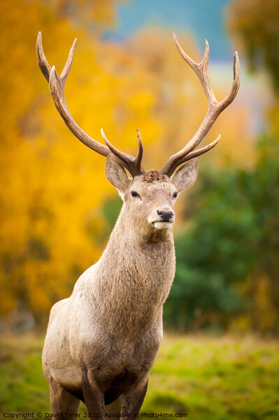 Stag in the Scottish Highlands Picture Board by David Tyrer