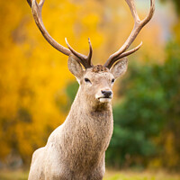 Buy canvas prints of Stag in the Scottish Highlands by David Tyrer