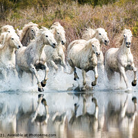 Buy canvas prints of White Horses, Camargue, France by David Tyrer