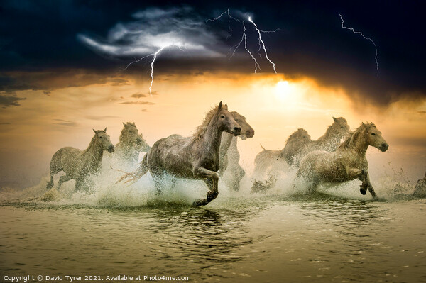 White Horses in Storm Picture Board by David Tyrer