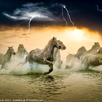 Buy canvas prints of White Horses in Storm by David Tyrer