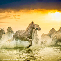 Buy canvas prints of Dusk Dance of Camargue Equines by David Tyrer