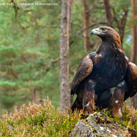 Buy canvas prints of Resplendent Golden Eagle in Highland Heather by David Tyrer