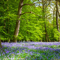 Buy canvas prints of Enchanting Bluebell Bloom in Ancient Essex Woodlan by David Tyrer