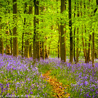 Buy canvas prints of Enchanting Bluebell Bloom in Essex by David Tyrer
