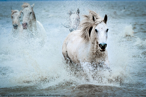 White Camargue Horses' Coastal Charge Picture Board by David Tyrer