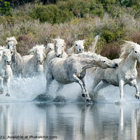Buy canvas prints of Riveting Camargue Equine Showdown by David Tyrer
