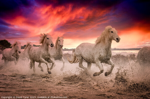 Camargue Horses Sunset Picture Board by David Tyrer