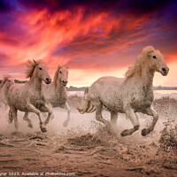 Buy canvas prints of Camargue Horses Sunset by David Tyrer