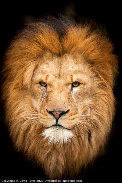 Majestic Lion portrait Picture Board by David Tyrer