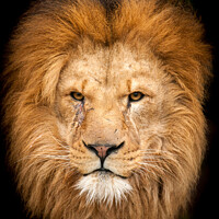 Buy canvas prints of Majestic Lion portrait by David Tyrer