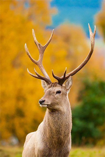 Highland Monarch: The Rutting Season Picture Board by David Tyrer