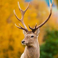 Buy canvas prints of Highland Monarch: The Rutting Season by David Tyrer