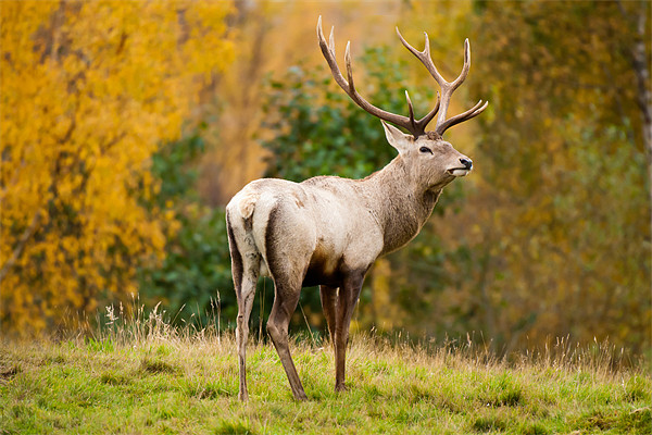 Highland Stag: The Rutting Champion Picture Board by David Tyrer