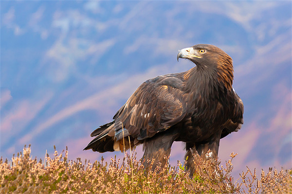 Golden Eagle (Aquila chrysaetos) Picture Board by David Tyrer