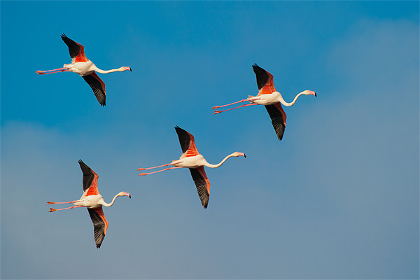 Flamingos in Formation. Picture Board by David Tyrer