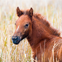 Buy canvas prints of Camargue Foal by David Tyrer