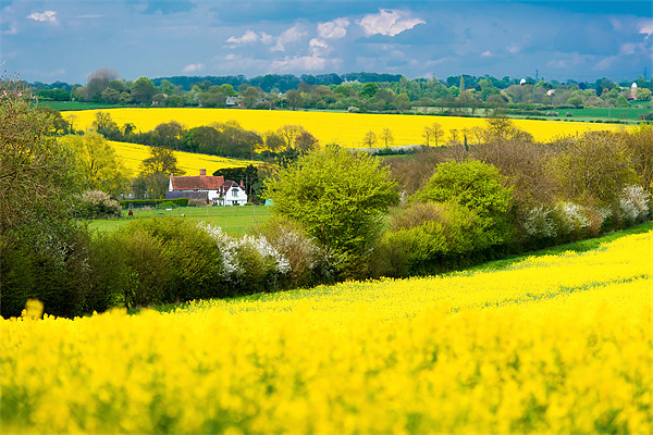 Vibrant Rapeseed Bloom in Manuden Picture Board by David Tyrer