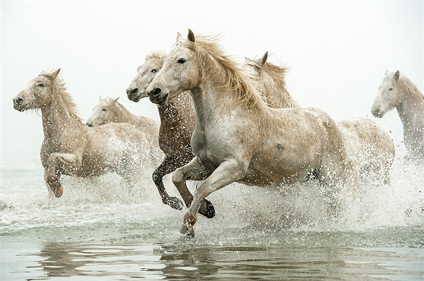 Galloping Grace of Camargue Horses Picture Board by David Tyrer