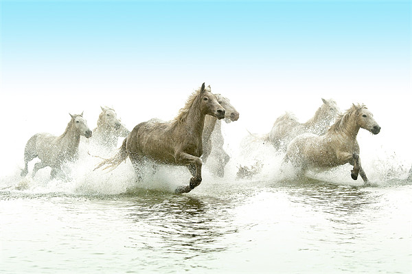 Echoes of Antiquity: Camargue Horses Picture Board by David Tyrer