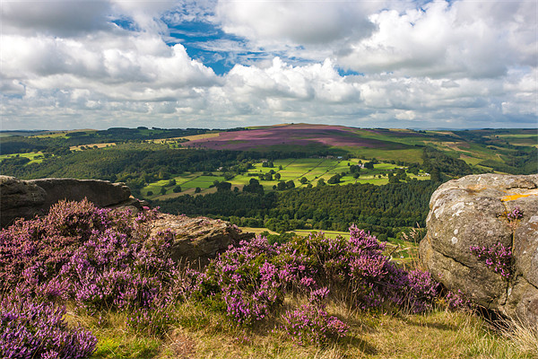 Enthralling Heather Blooms, Peak District Picture Board by David Tyrer