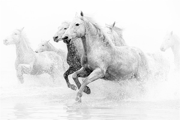 Galloping Grace: Camargue Horses Unleashed Picture Board by David Tyrer